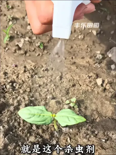 就是这个杀虫剂，当家里的黄瓜，辣椒，豆角，茄子长出这样的新芽、嫩芽，就要抓紧给它们都喷一喷了#病虫害防治 #虫害防治 #防虫小妙招 #杀虫剂 #蔬菜种植