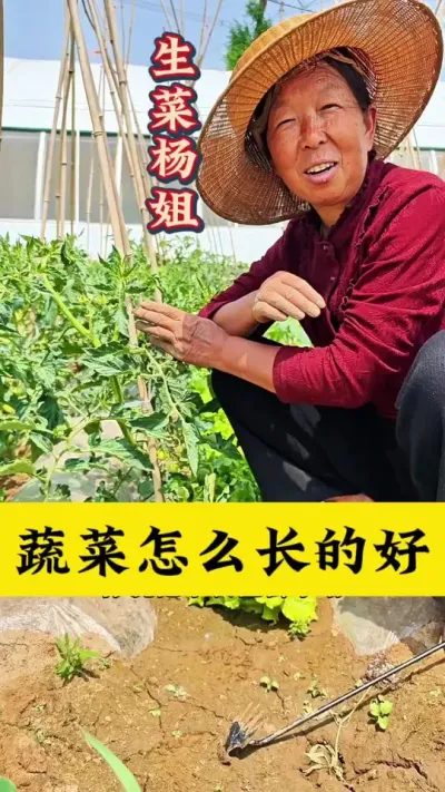 蔬菜怎么长的好 蔬菜怎么长的好#蔬菜种植 #种植小技巧 #生菜杨姐 #跟着杨姐学种菜 @DOU+小助手