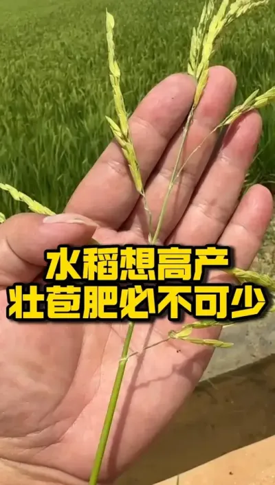 水稻想高产，壮苞肥必不可少 #种之道 #水稻种植技术 #高产 #新农人计划 #田间水肥管理