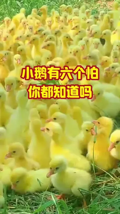 小鹅有六怕，你都知道吗#抖音三农#养鹅#养殖