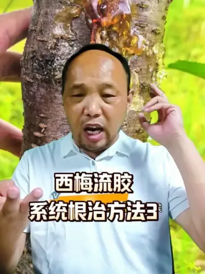 西梅流胶病系统性根治方法3#流胶病#西梅种植#农田行者 #农田行者技术服务联盟