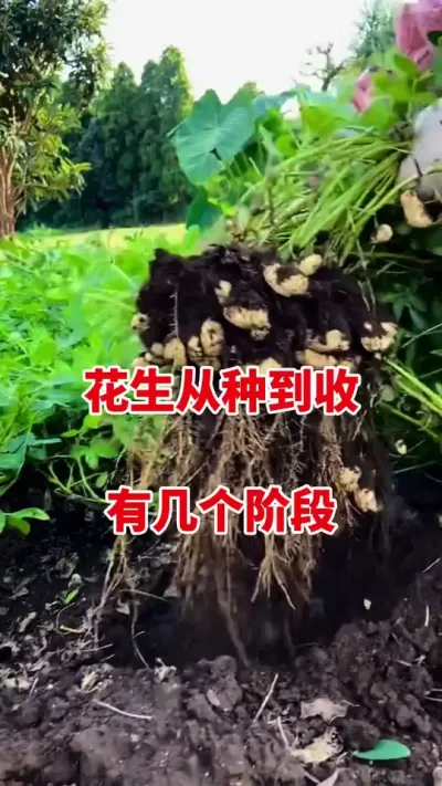 花生种植#花生种植 #花生种植管理技术 #花生高产管理 #花生