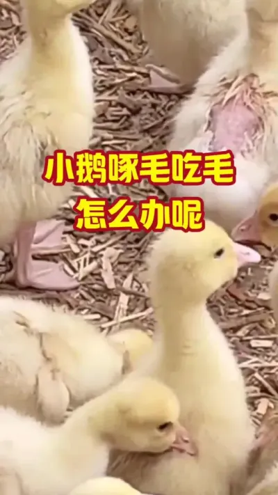小鹅啄毛吃毛，怎么办呢#抖音三农#养鹅#养殖