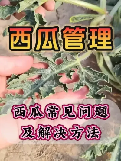 ϳ⼰Ҫ #ݪֲ # #¶ #Ϲ #ڶֵĺù