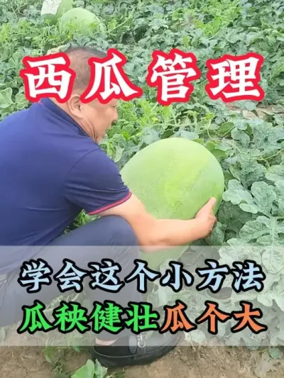 学会这个小方法瓜秧健壮瓜个大 #西瓜种植 #膨大增甜 #露天西瓜 #西瓜管理 #助力农业
