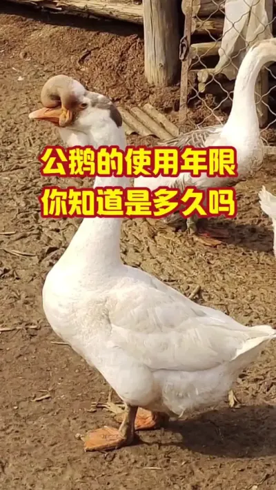公鹅的使用年限，你知道是多久吗#抖音三农#养鹅#养殖