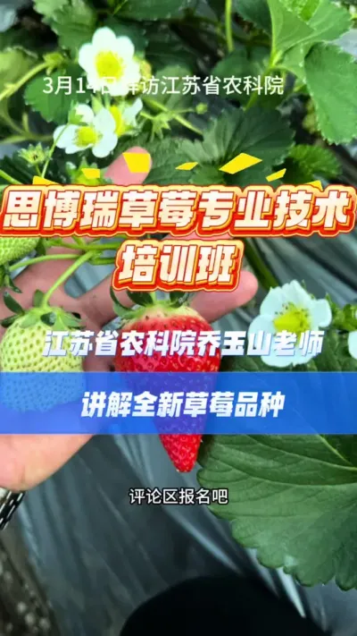 草莓自由 实现草莓自由，要有一个好品种，更要种好她#草莓技术 #培训班 #草莓育苗 #草莓种植 #农业技术