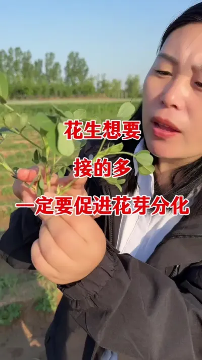 花生高产种植管理#花生种植 #花生高产管理 #花生高产种植 #花生膨大粒粒饱 #花生