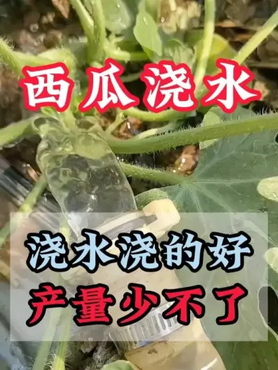 浇水浇的好产量少不了 #西瓜种植 #膨大增甜 #露天西瓜 #西瓜管理 #来抖音学农技术