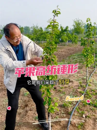 果树管理措施很关键 看看清干，刻芽后的情况。#果树修剪 #修剪 #苹果