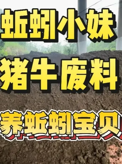 养猪养牛不要的废料确是我们养蚯蚓的宝贝#蚯蚓养殖 #三农 #农村创业