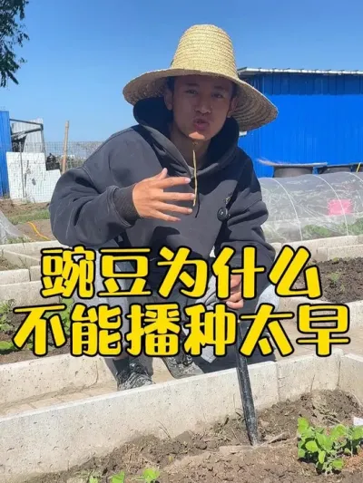 豌豆为什么不能太早播种？播种太早怎么办？ #豌豆种植 #关注我一起学种菜 #我的小菜园 #学种菜 #种菜小技巧