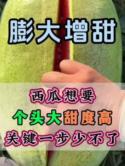 西瓜想要个头大甜度高关键一步少不了 #西瓜种植 #膨大增甜 #露天西瓜 #西瓜管理 #无限回购的宝藏单品