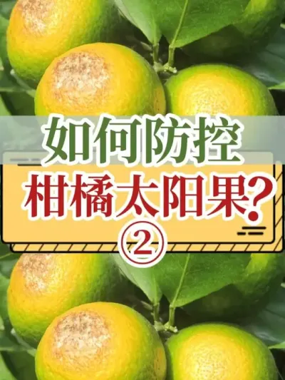 ظ̫-2 #̫ #̫ #ɹ #ũ2025 #ũ