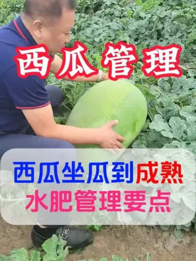 西瓜坐瓜到成熟水肥管理要点 #西瓜种植 #膨大增甜 #露天西瓜 #西瓜管理 #助力农业