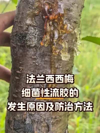 法兰西西梅细菌性流胶的原因和防治方法#流胶病 #农田行者 #农田行者技术服务联盟 #西梅种植 #果园管理