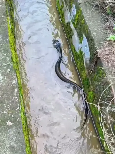 游泳的是眼镜蛇，过马路的是眼镜王蛇，都是厉害角色，遇见就跑吧 #野生动物 #眼镜蛇 #眼镜王蛇 #科普蛇类#过山峰