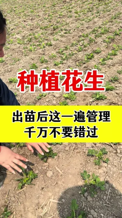 花生高产种植管理#花生种植 #花生高产种植 #花生高产管理 #花生膨大粒粒饱 #花生高产叶面肥