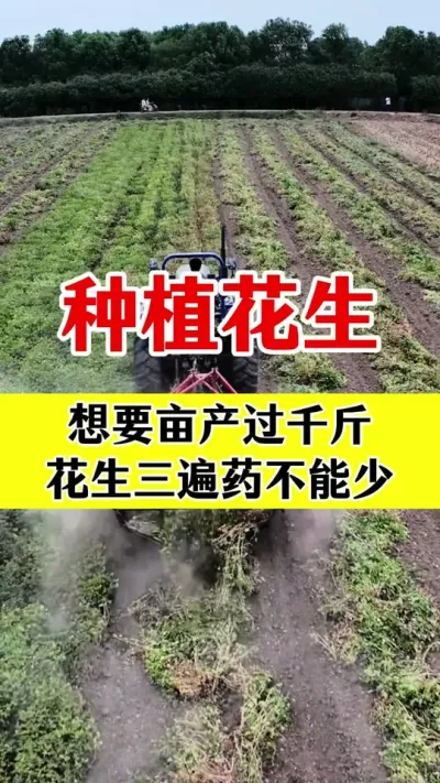 花生想要产量高，三遍套餐不能少#花生高产管理 #花生种植 #花生三遍套餐 #花生病害防治 #花生种植