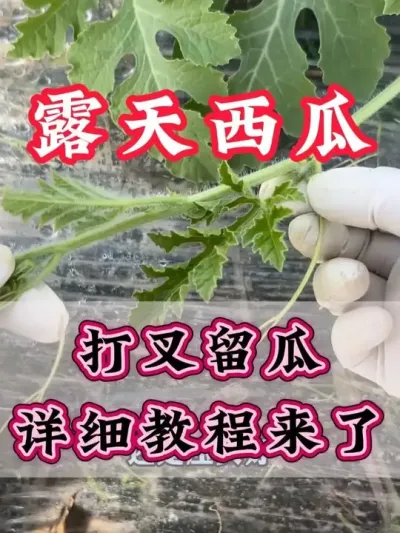 露天西瓜打叉留瓜详细教程 #西瓜种植 #膨大增甜 #露天西瓜 #西瓜管理 #助力农业