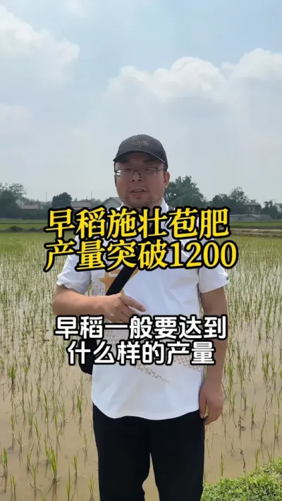 水稻施壮苞肥可以大幅度提高产量 早稻在5月15日前后，追施一次高钾壮苞肥，产量多收二三百斤，湿谷轻松突破1200#早稻 #壮苞肥#水稻高产 #分享农业知识帮农民增产增收  #种田大户