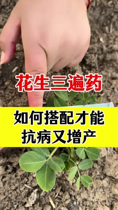 花生三遍套餐应该怎样搭配#花生莳植 #花生病害防治 #花生三遍药套餐 #花生高产管理 #花生