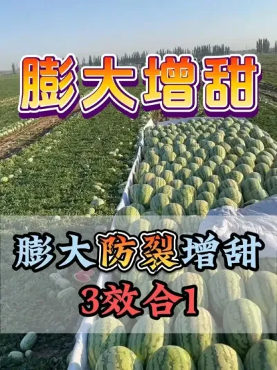 西瓜膨大防裂增甜3合1 #西瓜种植 #膨大增甜 #露天西瓜 #西瓜管理 #助力农业