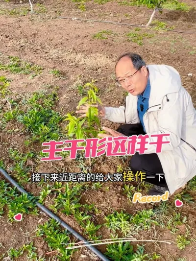 培养桃主干形 这样操作错不了#果树修剪 #修剪 #桃