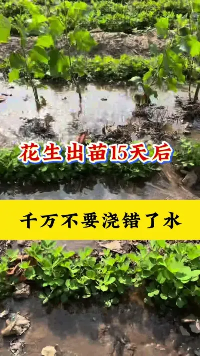 花生出苗后千万别浇错水#花生种植 #花生浇水 #花生高产管理 #花生高产 #花生膨大粒粒饱