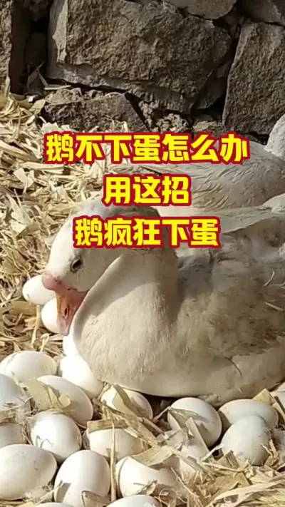鹅不下蛋怎么办。用这招，鹅疯狂下蛋#抖音三农#养鹅#养殖
