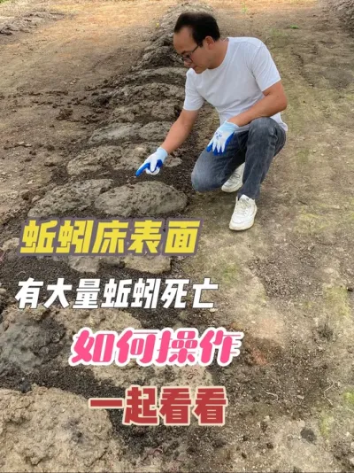 蚯蚓养殖中，遇到这种现象及时止损，如何处理防范，一起学习下 #蚯蚓 #蚯蚓养殖 #万物皆可种草