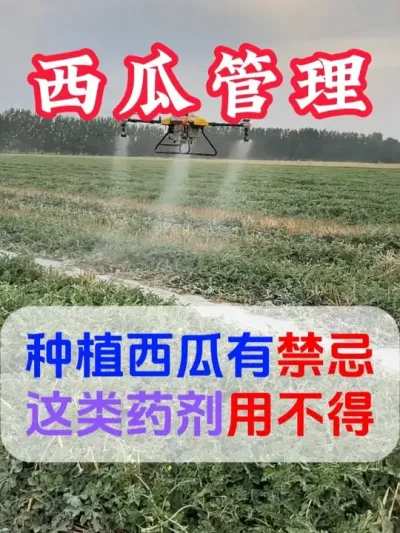 种植西瓜有禁忌这类药剂用不得 #西瓜种植 #膨大增甜 #露天西瓜 #西瓜管理 #来抖音学农技