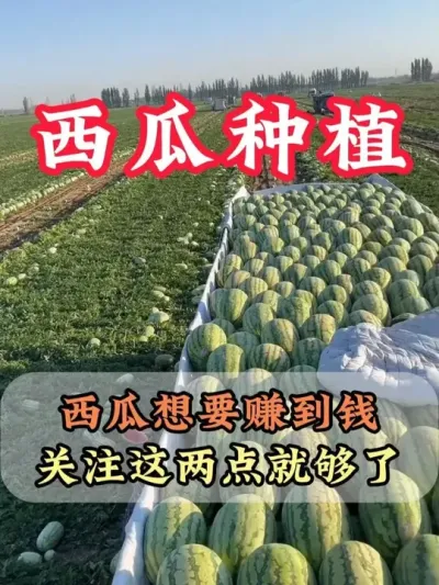 种西瓜想要赚到钱关注两点就够了 #西瓜莳植 #膨大增甜 #露天西瓜 #西瓜管理 #在抖音入手的好工具
