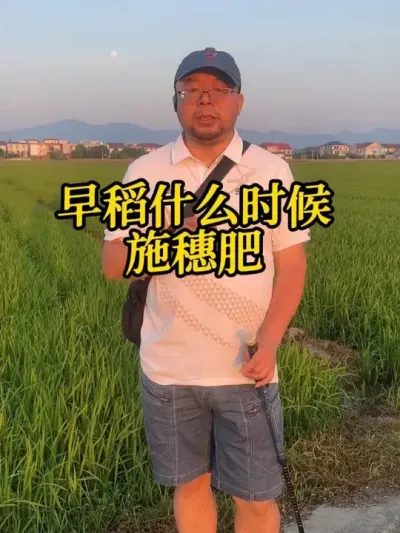 早稻施穗肥关键期 错过少收两三百斤！！！！ #增产增收才是硬道理  #早稻 #水稻增产增收 #壮苞肥 #水稻穗肥