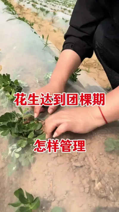 花生高产管理#花生种植 #花生高产种植 #花生高产管理 #花生膨大粒粒饱 #花生高产叶面肥