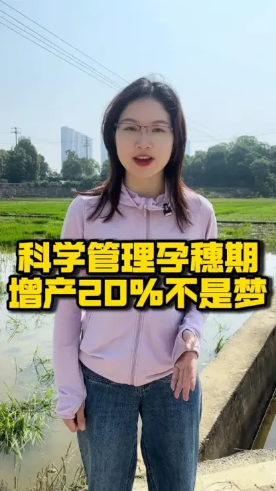 科学管理孕穗期 增产20%不是梦 #种之道 #水稻种植技术 #高产 #新农人计划 #田间施肥管理