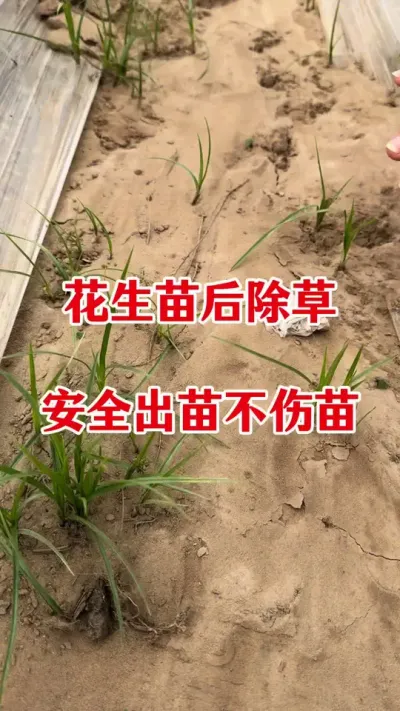 花生苗后除草#花生苗后除草剂 #花生苗后专用除草剂 #除草剂 #花生种植 #花生除草