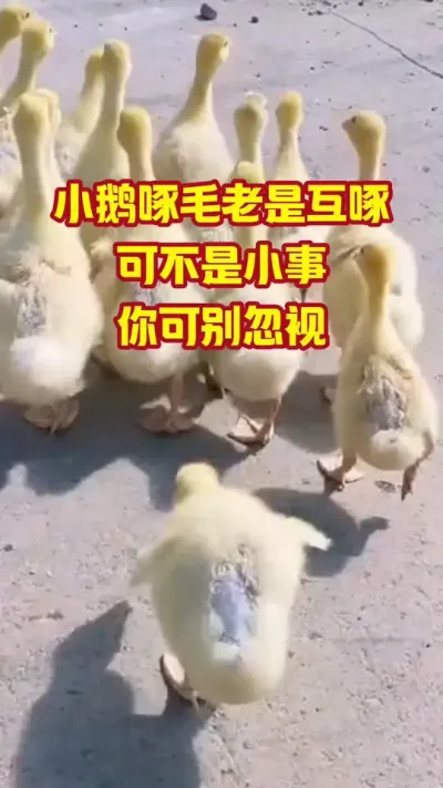 小鹅啄毛老是互啄，可不是小事，你可别忽视#抖音三农#养鹅#养殖
