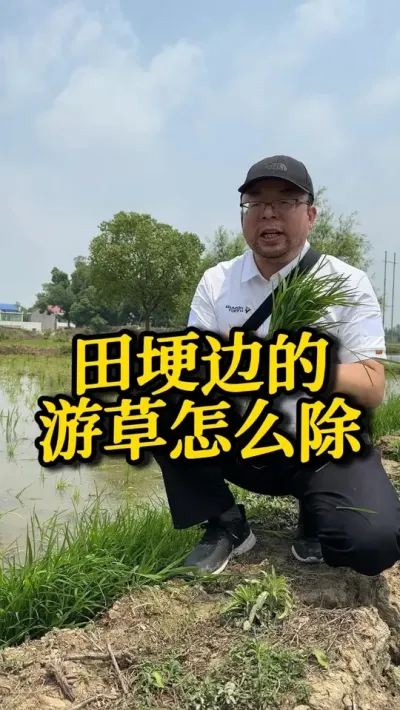 田埂边游草怎么除 #种之道 #水稻种植技术 #高产 #除草剂 #新农人计划