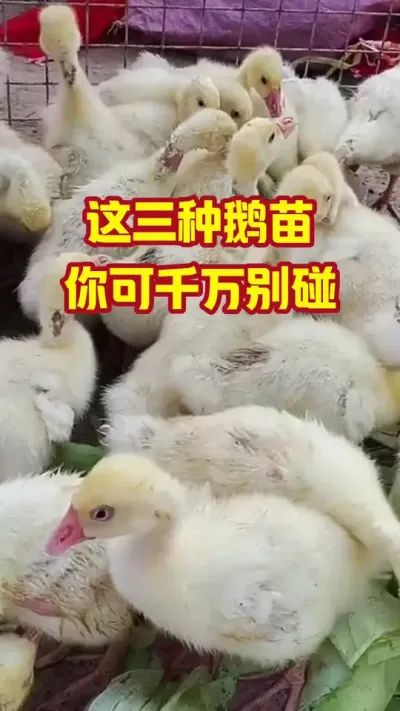 这三种鹅苗，你可千万别碰#抖音三农#养鹅#养殖