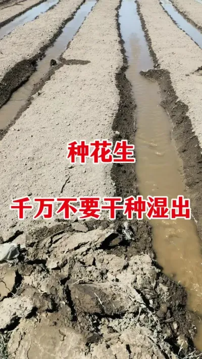 花生种植注意事项#花生种植 #花生种植管理技术 #花生浇水 #花生高产管理 #花生