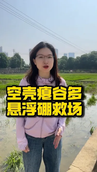 空壳瘪谷多？悬浮硼救场！ #种之道 #高产 #水稻种植技术 #田间水肥管理 #新农人计划