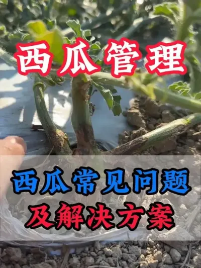 西瓜常见问题及解决方案 #西瓜种植 #膨大增甜 #露天西瓜 #西瓜管理 #无限回购的宝藏单品