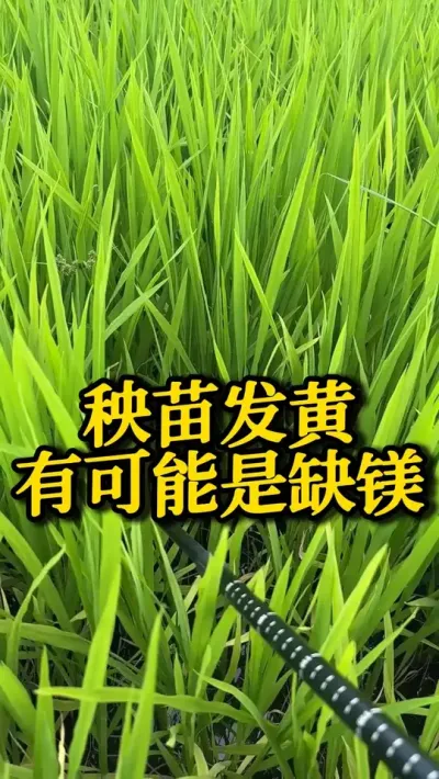 緢пȱþ #֮ #ˮݪֲ #߲ #ũ #ũ
