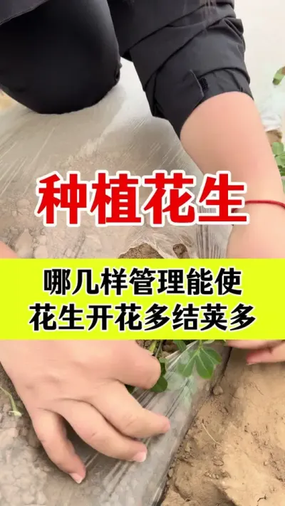 花生种植管理#花生种植 #花生高产叶面肥 #花生高产管理 #花生膨大粒粒饱 #花生高产种植