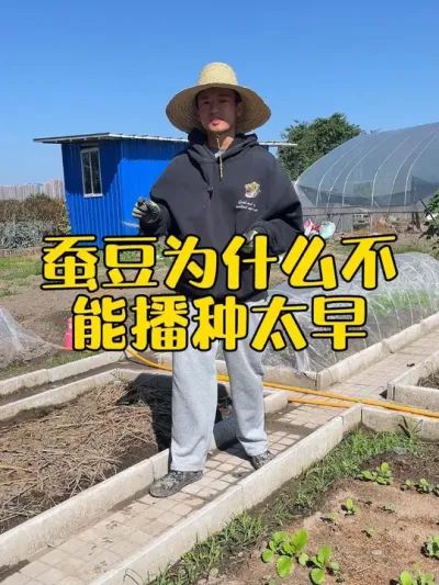 蚕豆为什么不能种太早？什么时候种蚕豆？ #我的小菜园 #蚕豆 #关注我一起学种菜 #学种菜 #种菜小技巧