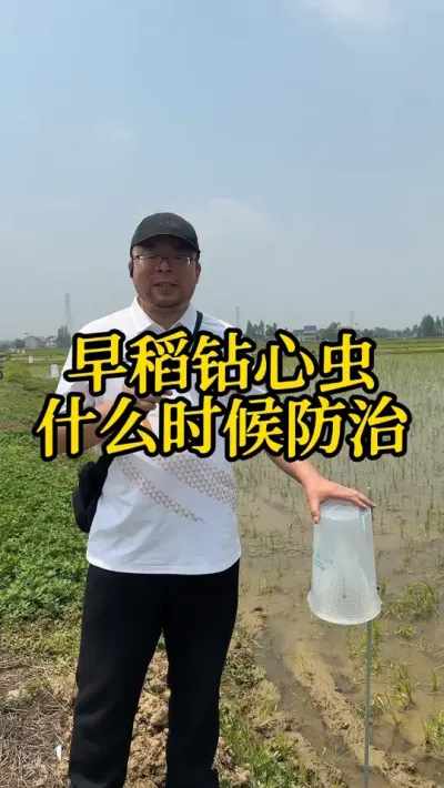 早稻钻心虫什么时候防治？ #早稻 #水稻种植 #钻心虫 #高产 #分享农业知识帮农民增产增收