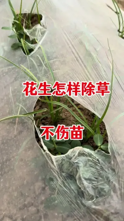 花生苗后专用除草剂#花生种植 #花生苗后除草剂 #花生除草剂 #花生除草 #苗后