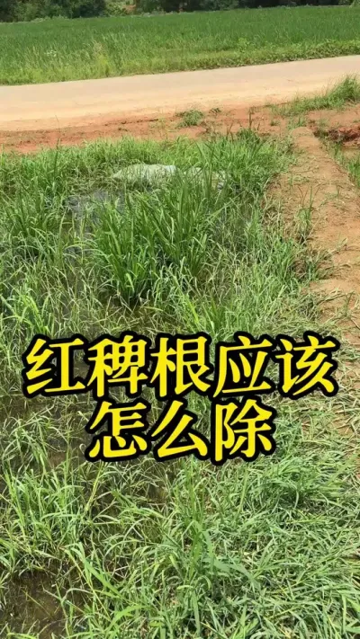 ޸Ӧô #֮ #ˮݪֲ #ũ #߲#ũ