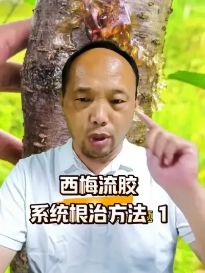 西梅流胶病系统根治方法1#流胶病 #西梅种植 #农田行者 #农田行者技术服务联盟